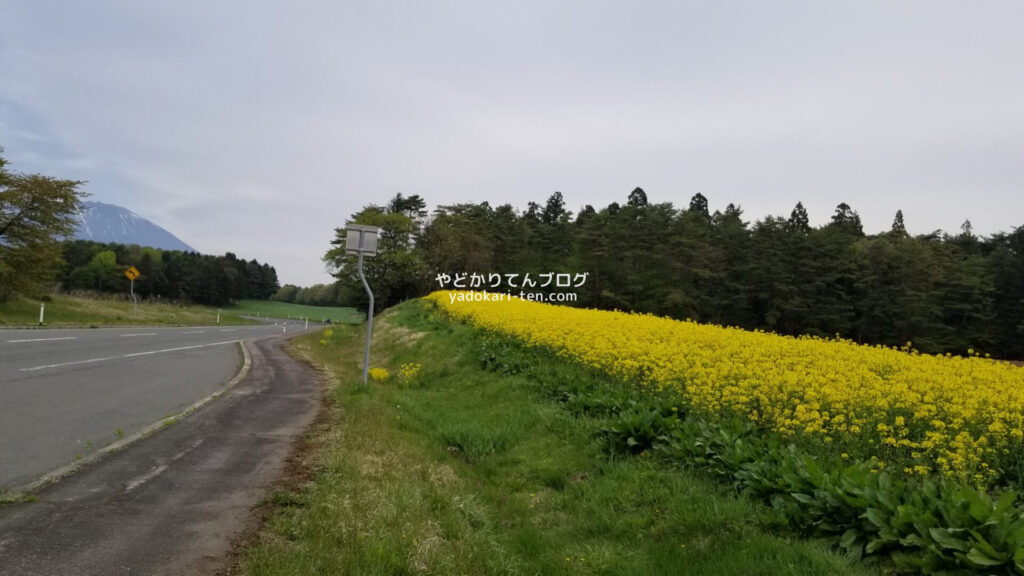 小岩井農場まきば園までの菜の花